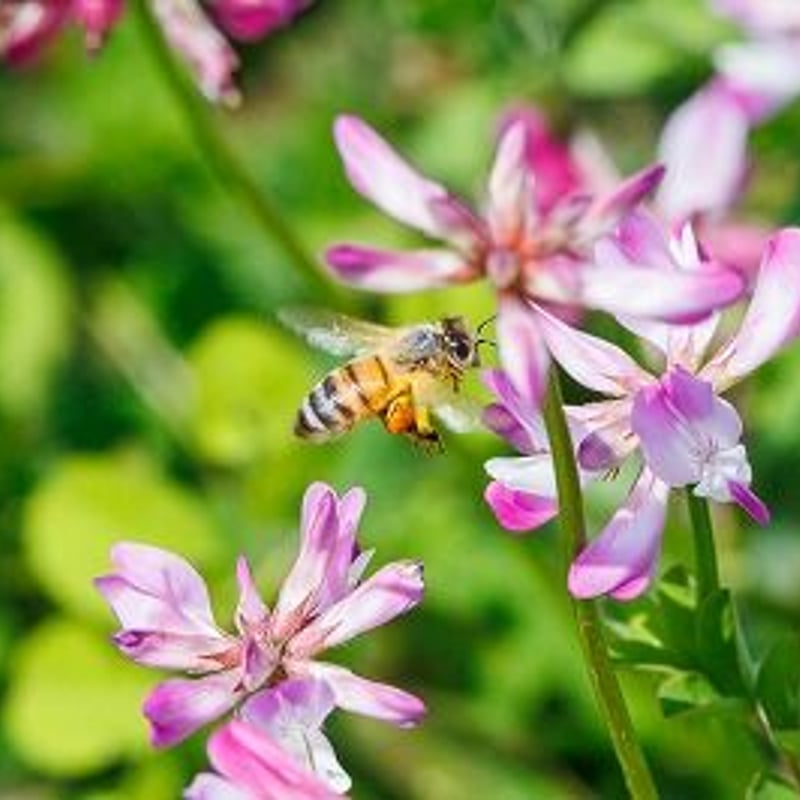 れんげ蜜(純国産レンゲはちみつ）180g・百花蜜(純国産はちみつ）180g