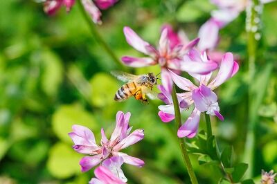【kind様】百花蜜・1000g×2&amp;れんげ1000g×1(3本) Amazon | はちみつ 専門店【かの蜂】 国産 百花 蜂蜜 1000g（1kg