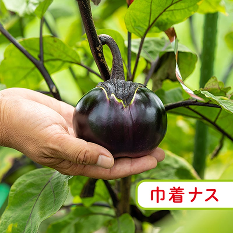 なすページ s708 《期間限定》ナス 筑陽 (約5kg・25本～30本) 鹿児島 国産 九州産