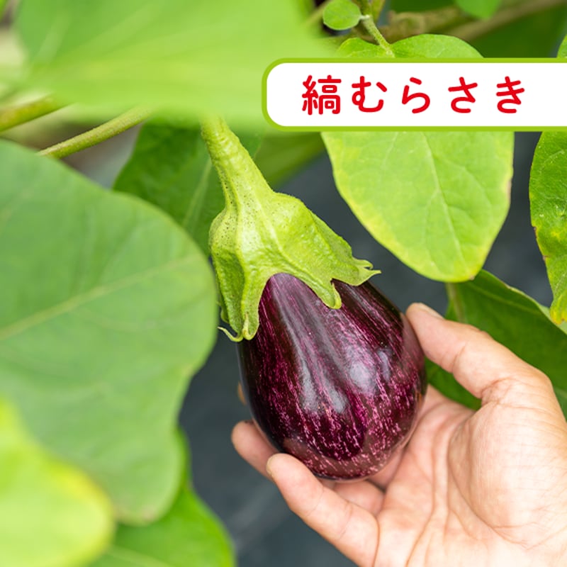 夏季限定 ／ 茄子セット〚 東北・関東エリア 送料無料 〛 | 伊賀いちご園