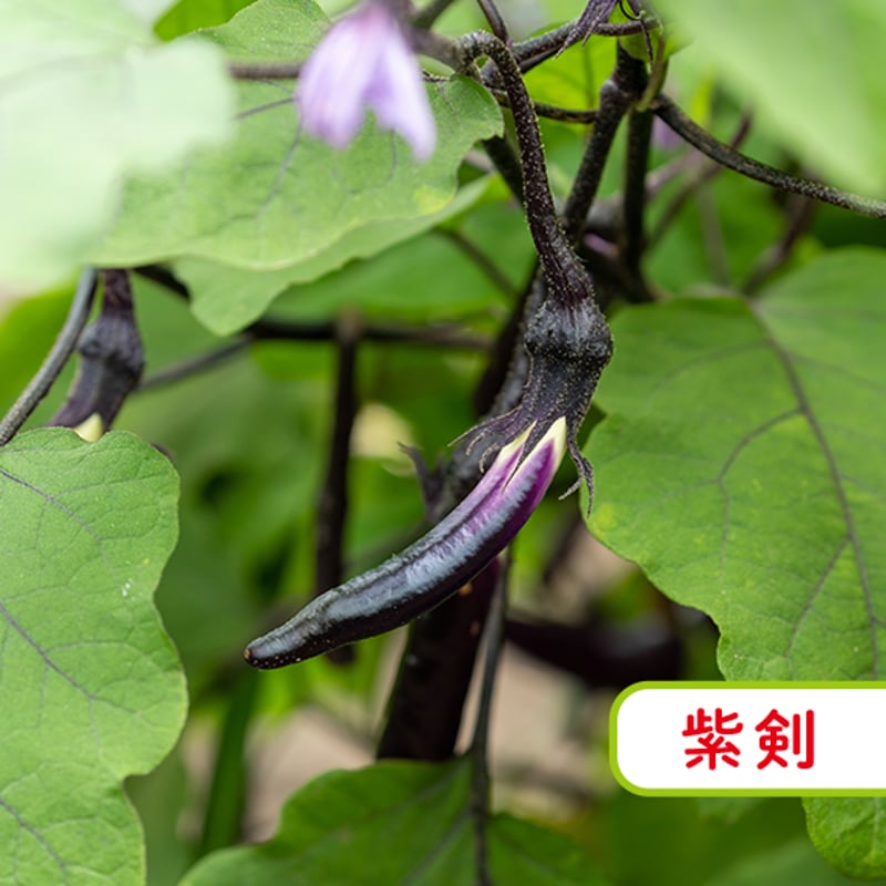 夏季限定 ／ 茄子セット〚 東北・関東エリア 送料無料 〛 | 伊賀いちご園
