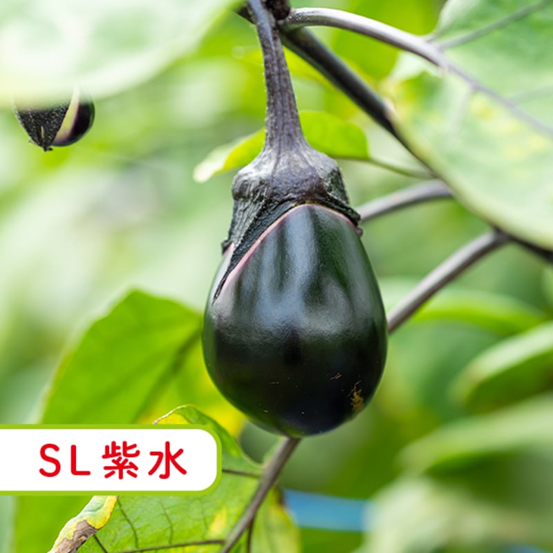 (1076)蕃茄ページ 盛花園蔬果】雲林西螺牛蕃茄500g x6盒(自然農法) - 盛花園Global