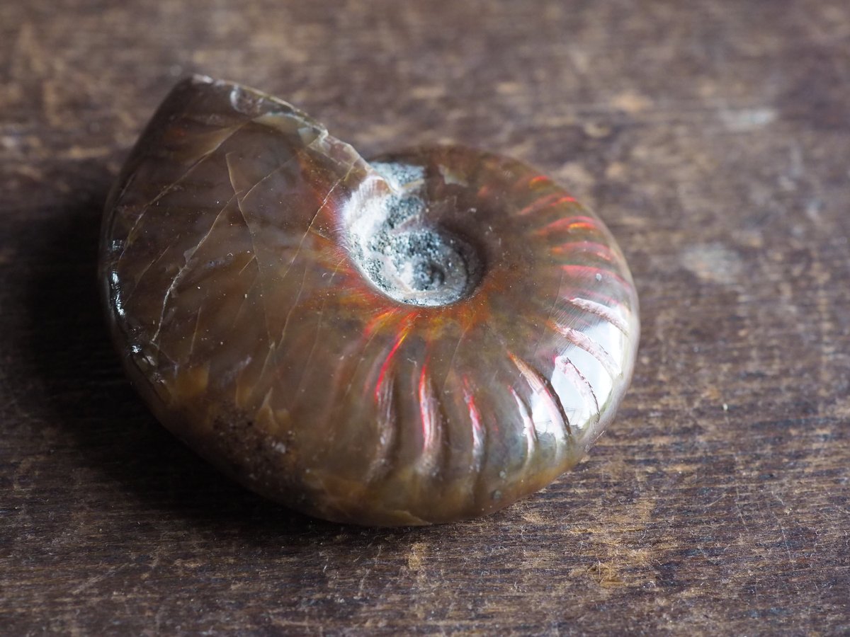 レッドファイヤーアンモナイト 天然石 パワーストーン