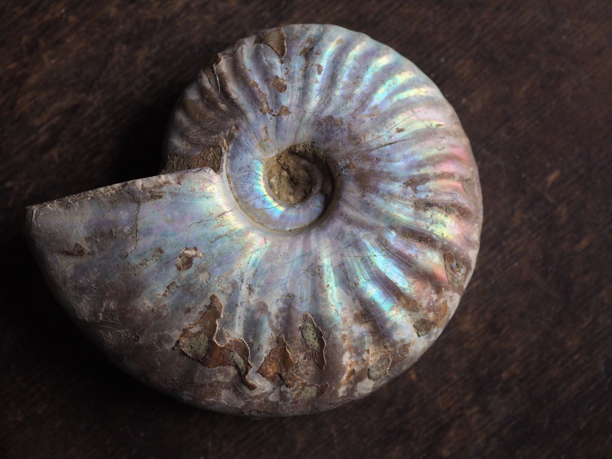 化石 レインボーアンモナイト（シュードソネラティア）A | 星空旅行代理店