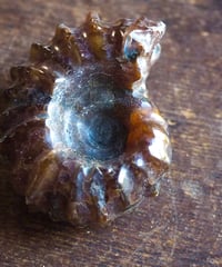 化石 蛍光アンモナイト（ドゥビレイセラス）k-16 | 星空旅行代理店