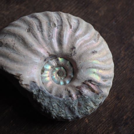 レインボーアンモナイト | STORES