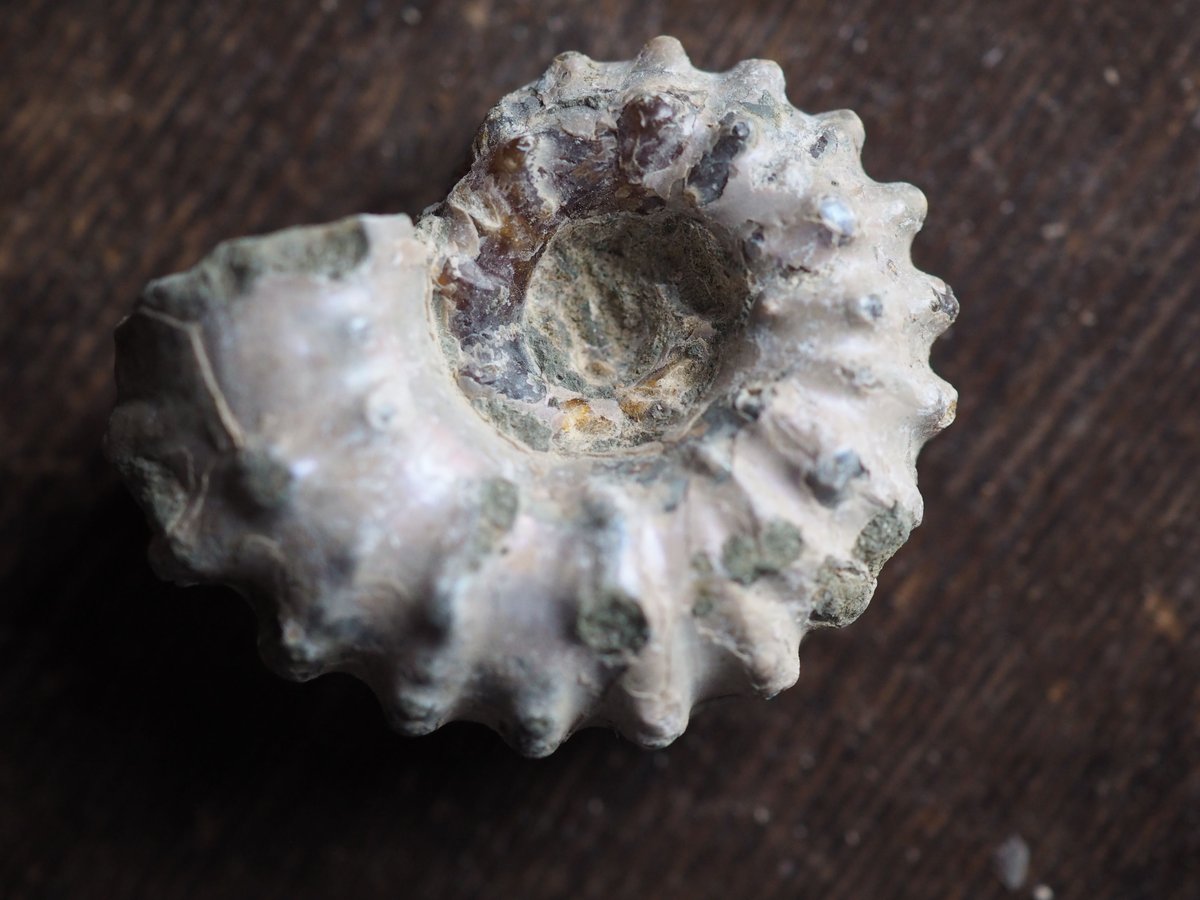 化石 アンモナイト（ドゥビレイセラス）D | 星空旅行代理店