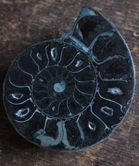 化石 蛍光アンモナイト（ドゥビレイセラス）k-16 | 星空旅行代理店