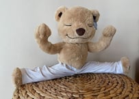 【正規品】Meddy Teddy