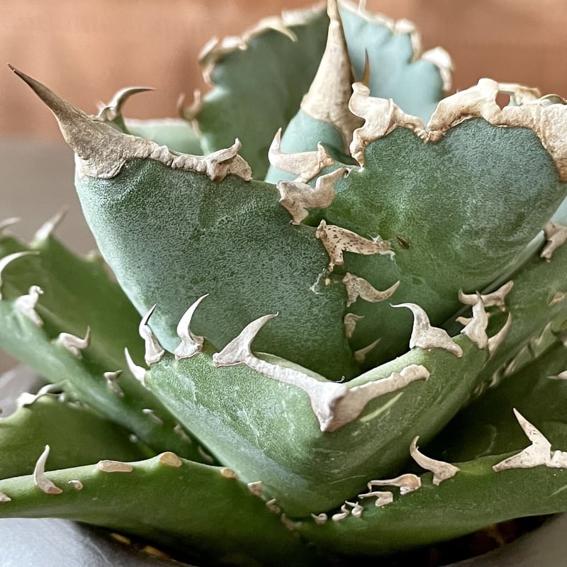 アガベチノチタ白鯨 | noble plants