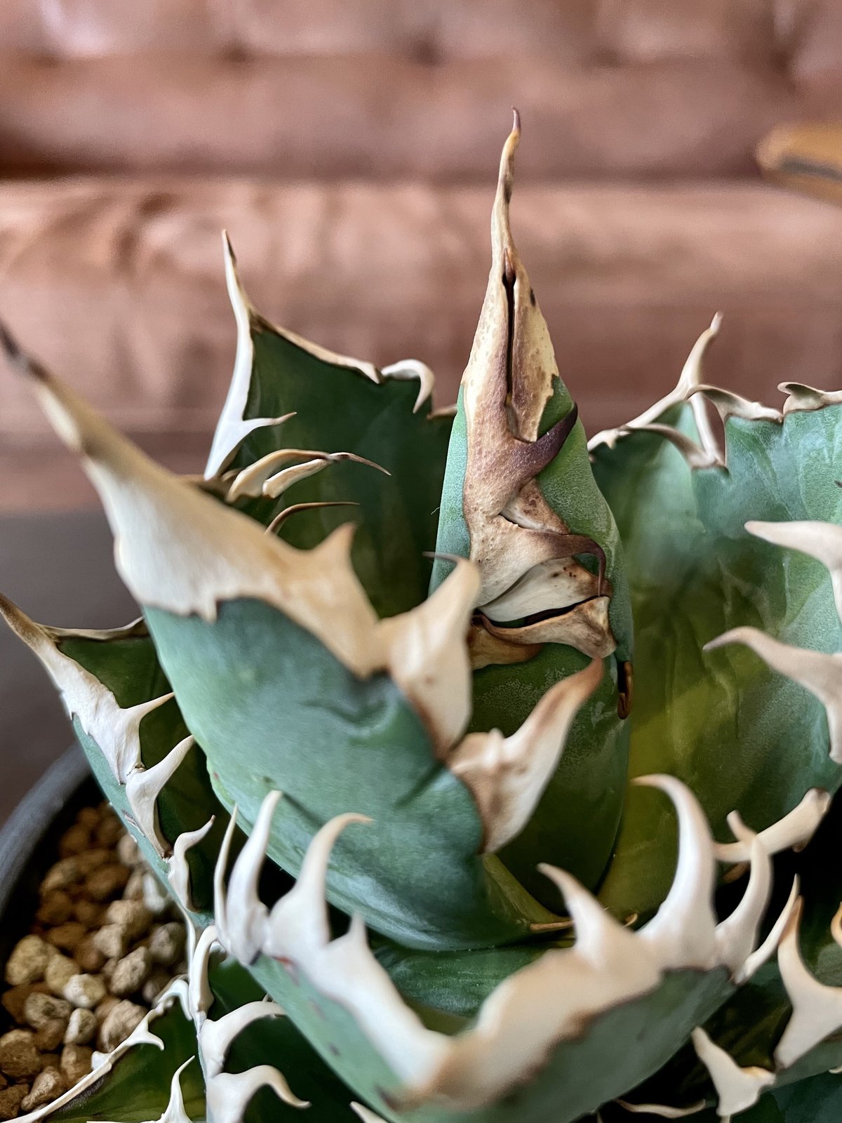 アガベ レッドキャットウィーズル | noble plants アガベ レッドキャットウィーズル | noble plants
