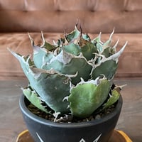アガベホリダ 陽炎 | noble plants