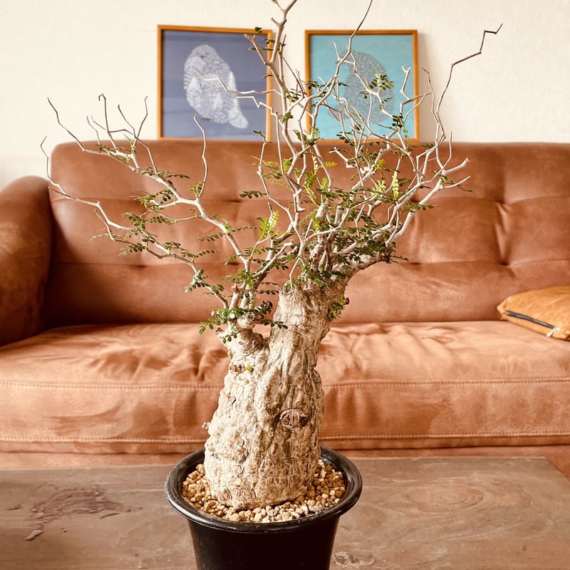 オペルクリカリア パキプス | noble plants