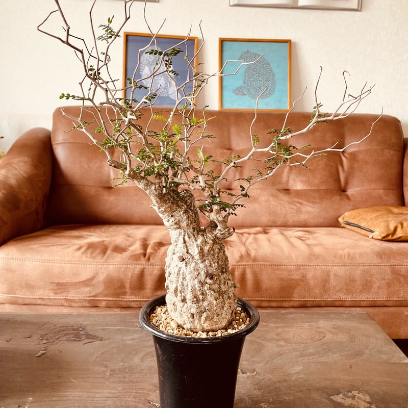 オペルクリカリア パキプス | noble plants