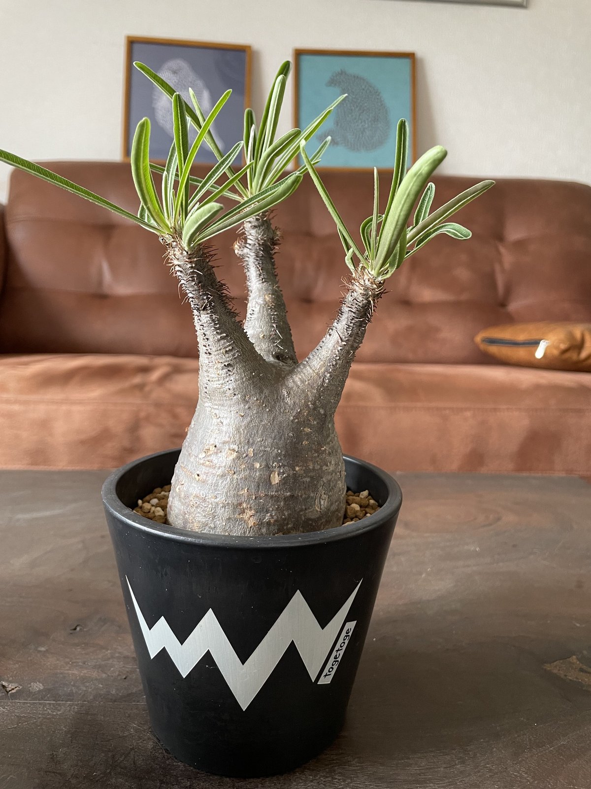 グラキリス | noble plants