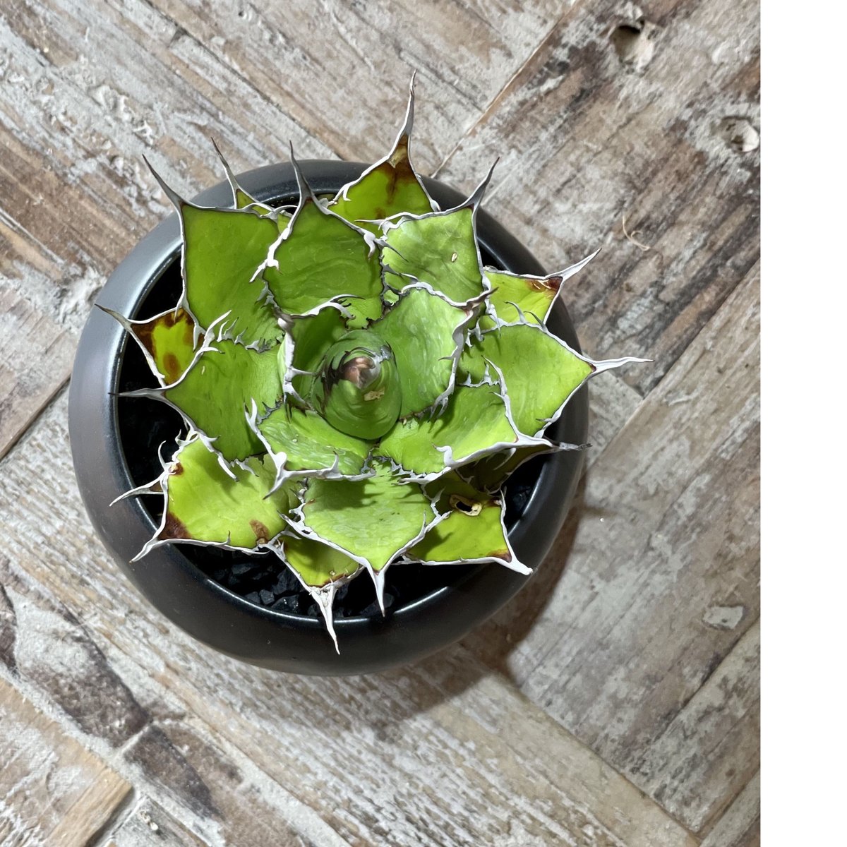 アガベホリダ 陽炎 | noble plants