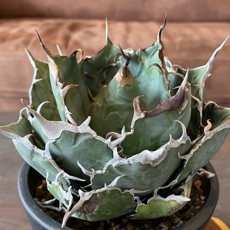 アガベチノチタ　白鯨 アガベチノチタ白鯨 | noble plants