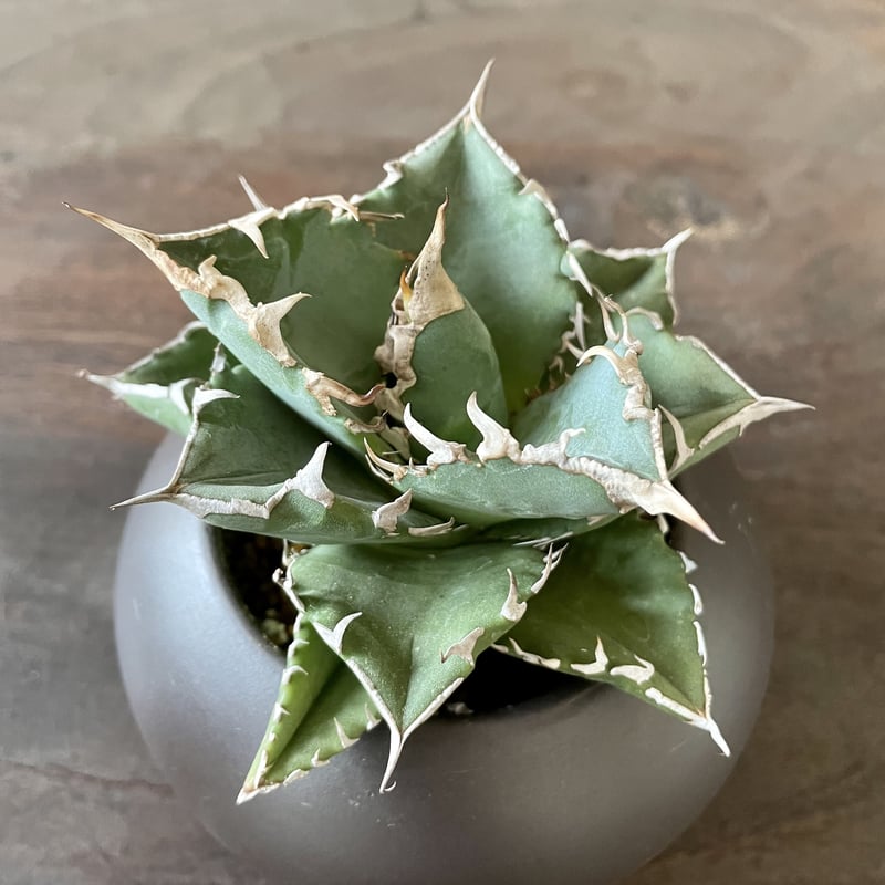 アガベチノチタ白鯨 | noble plants