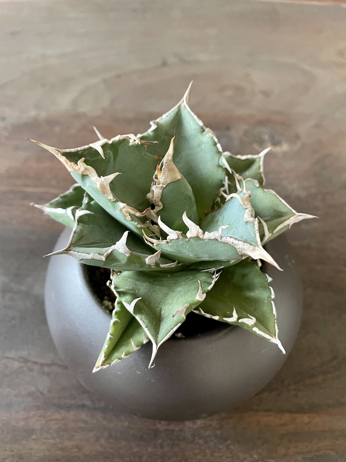 アガベチノチタ白鯨 | noble plants