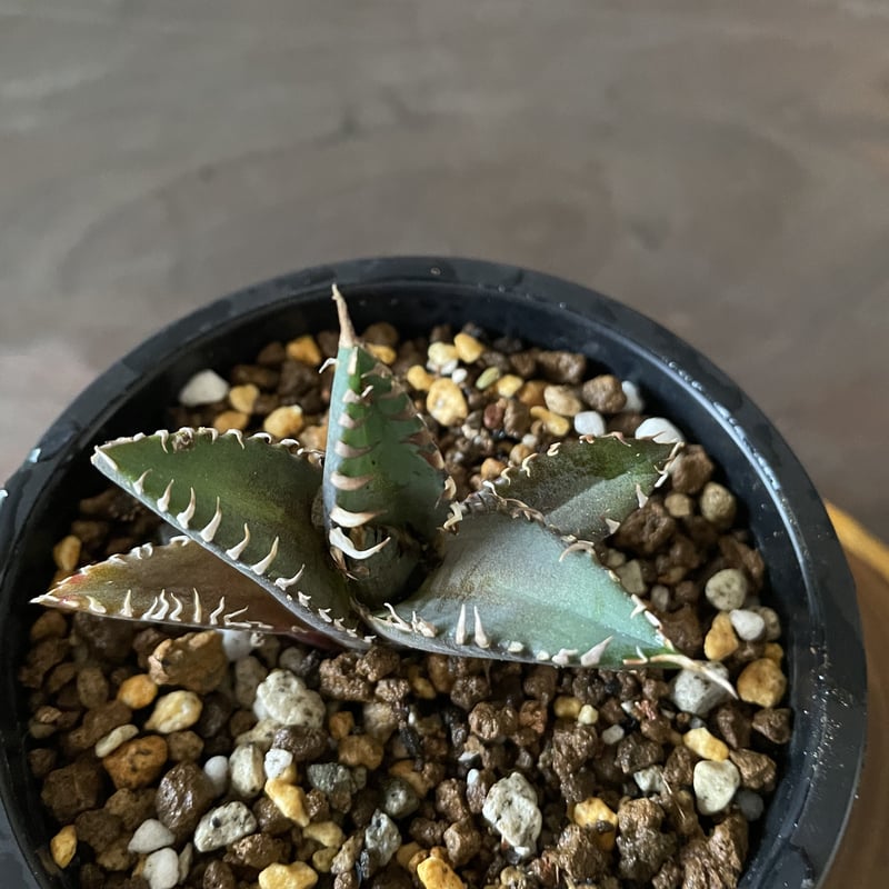 アガベ レッドキャット株分け子株。 Agave titanota 'Red Catweezle' を子株から育ててみる – ゆるぷ