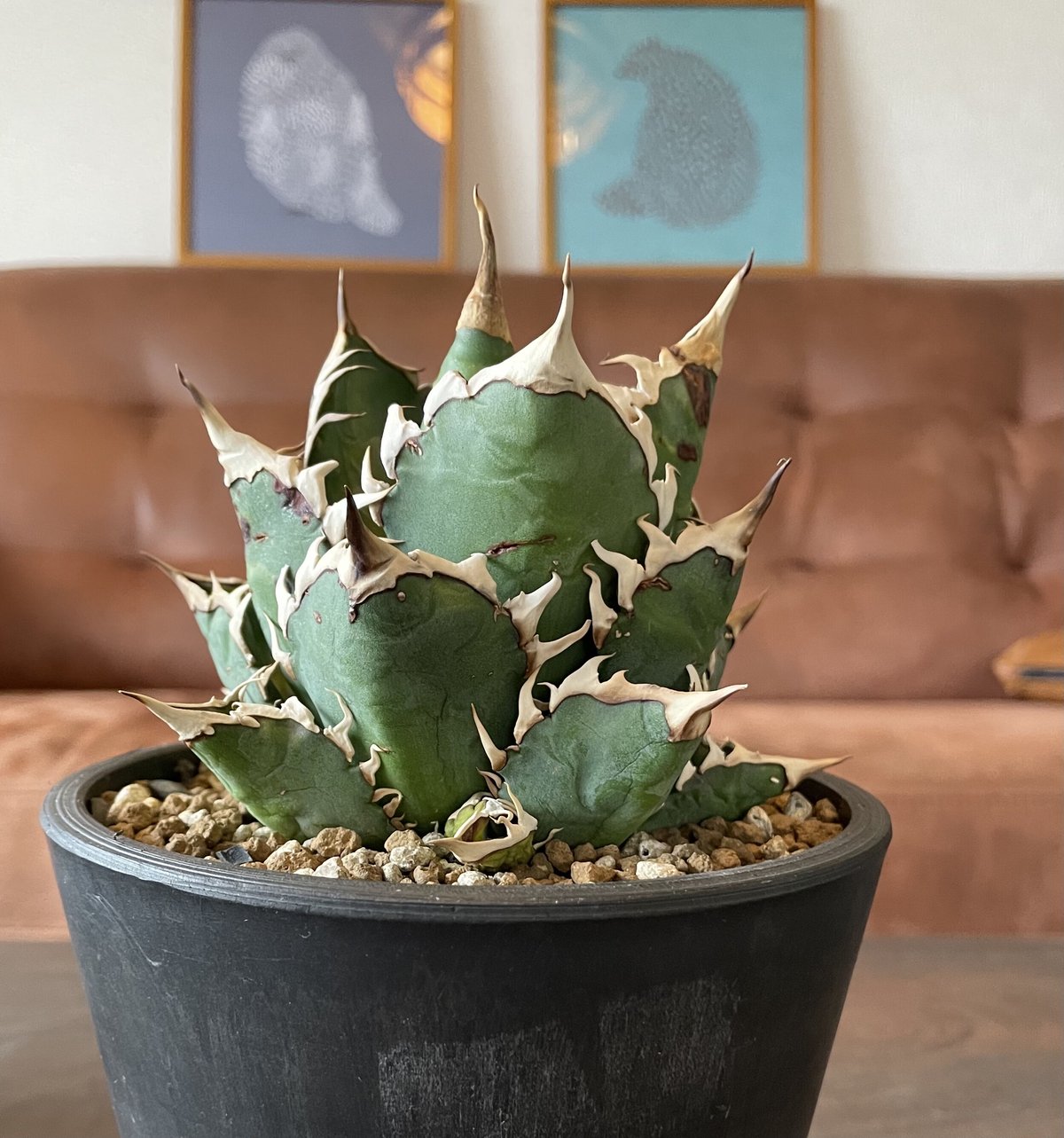 アガベ レッドキャットウィーズル | noble plants