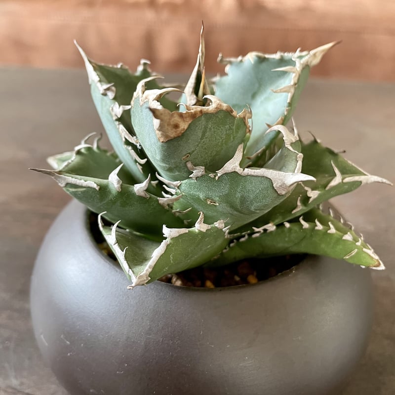 アガベチノチタ白鯨 | noble plants