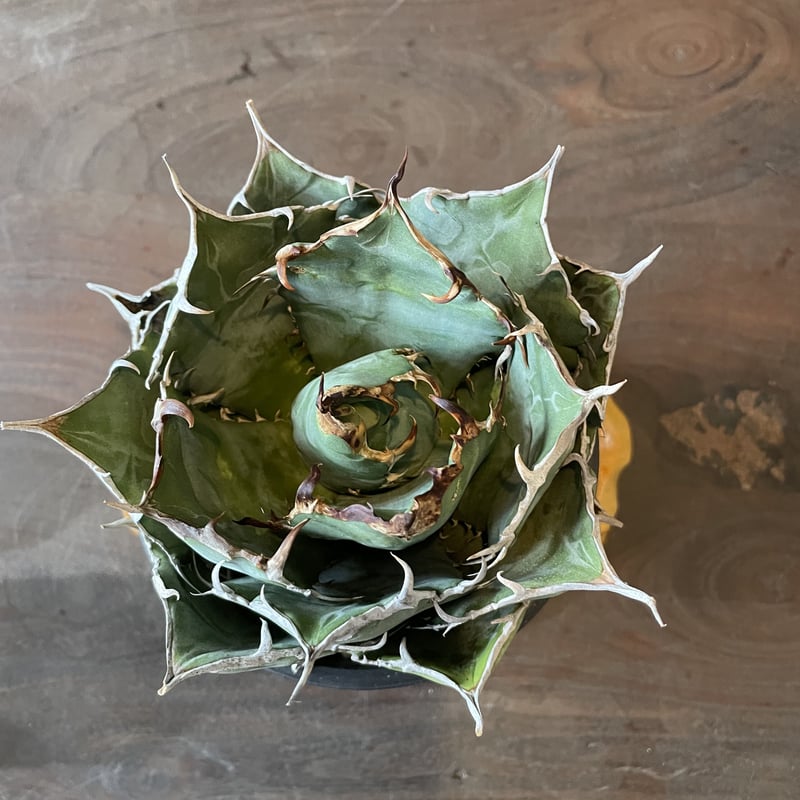 アガベチノチタ白鯨 | noble plants