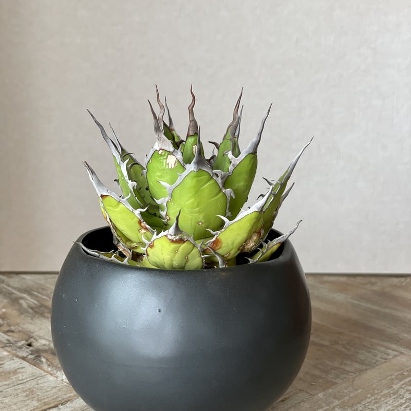 アガベホリダ 陽炎 | noble plants アガベホリダ 陽炎 | noble plants