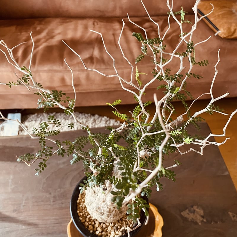 オペルクリカリア・パキプス オペルクリカリア パキプス | noble plants