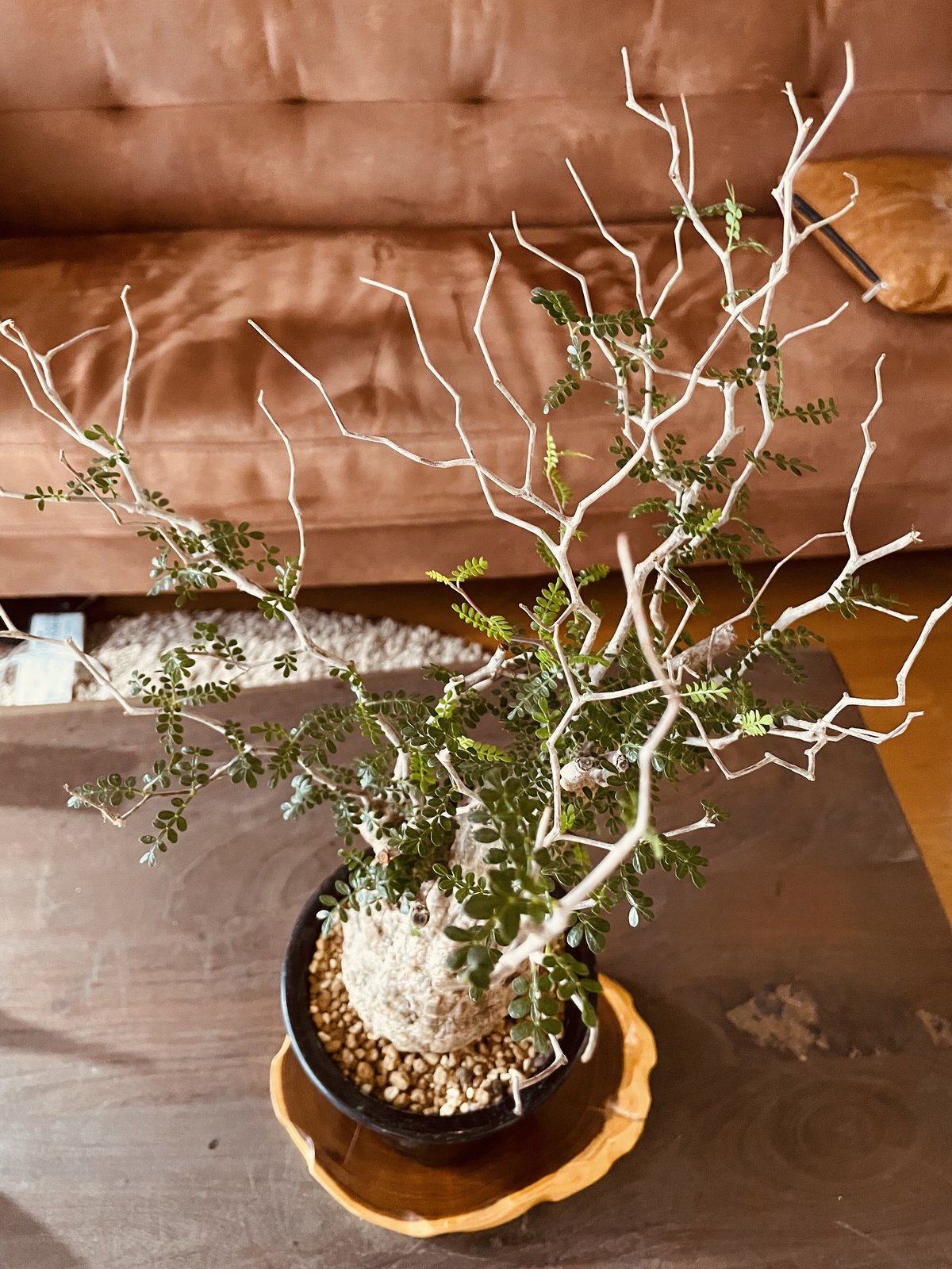 現地球】オペルクリカリアデカリー 塊根植物 パキプス 現地球】オペルクリカリアデカリー 塊根植物 パキプス