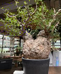 オペルクリカリア パキプス／Operculicarya pachypus　発根済　(商品番号PP-99-2)（塊根幅約18cm)