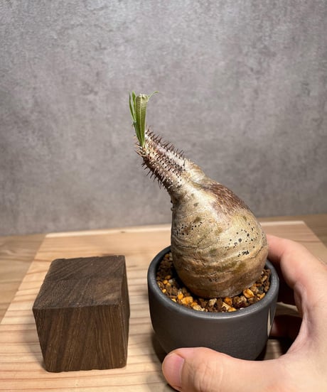 パキポディウム グラキリス　Pachypodium gracilius 　発根済　(商品番号gk-62valiem)  VALIEM 　BOWL　sizeXS　(VALIEMタグ付き)
