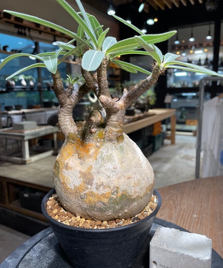 パキポディウム グラキリス　Pachypodium gracilius 　発根済　(gk-314)