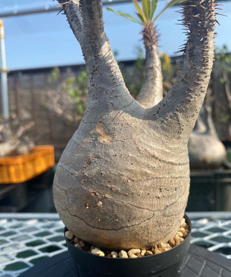 パキポディウム グラキリス　Pachypodium gracilius 　発根済　(商品番号gk-142)