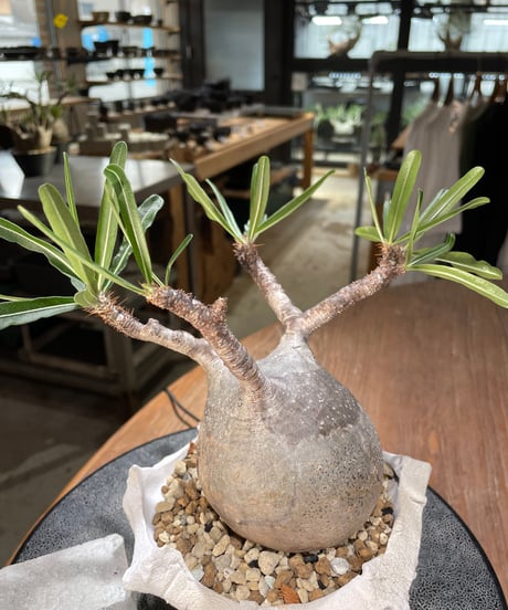 パキポディウム グラキリス　Pachypodium gracilius 　発根済　(gk-571) (鉢：LAVOR Ssize WHITESAND)