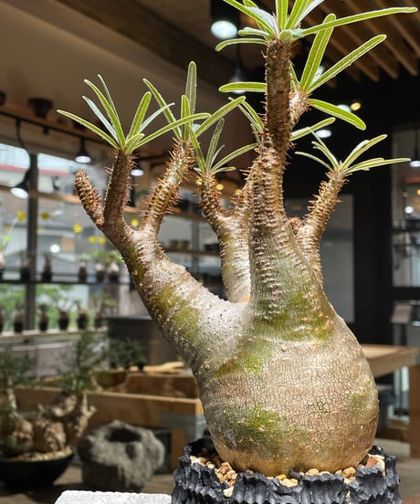 パキポディウム グラキリス　Pachypodium gracilius 　発根済　(gk-469) 鉢：dip