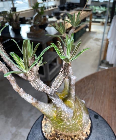 パキポディウム グラキリス　Pachypodium gracilius 　発根済　(gk-552)