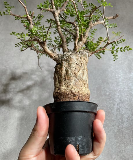 オペルクリカリア パキプス／Operculicarya pachypus　発根済　浅鉢用手乗りサイズ   (塊根幅4.5cm)　(商品番号PP-22)  (画像後半の陶器鉢は含まれません)