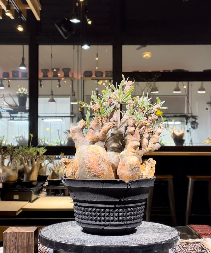 パキポディウム グラキリス 多頭 Pachypodium gracilius 発根済 パキポディウム グラキリス 多頭 Pachypodium gracilius 発根済