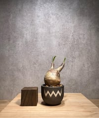 パキポディウム グラキリス　Pachypodium gracilius 　発根済　(商品番号gk-62valiem)  VALIEM 　BOWL　sizeXS　(VALIEMタグ付き)