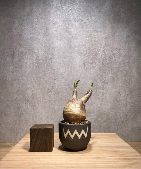 パキポディウム グラキリス　Pachypodium gracilius 　発根済　(商品番号gk-62valiem)  VALIEM 　BOWL　sizeXS　(VALIEMタグ付き)
