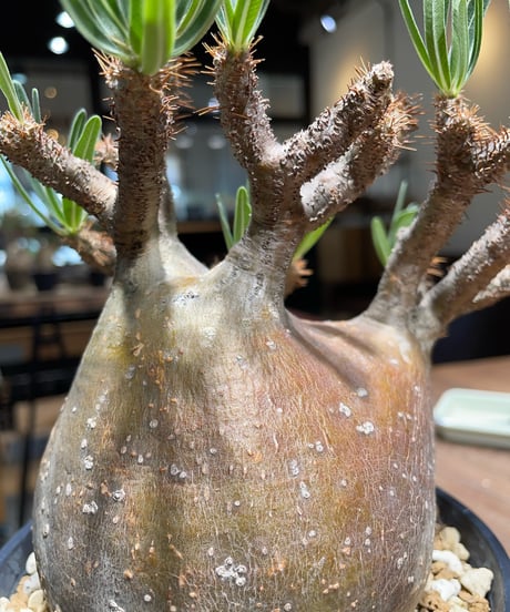 パキポディウム グラキリス　Pachypodium gracilius 　発根済　(gk-406)