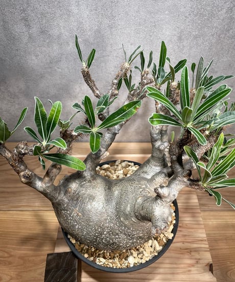 パキポディウム グラキリス　Pachypodium gracilius 　発根済　(商品番号gk-67)