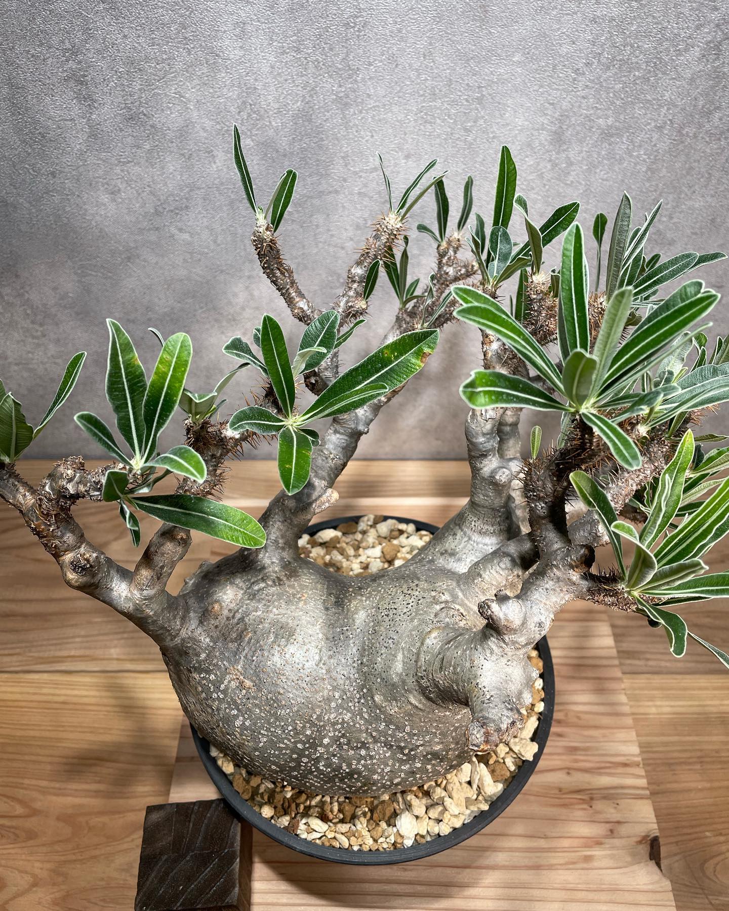 パキポディウム グラキリス Pachypodium gracilius ⑦ original