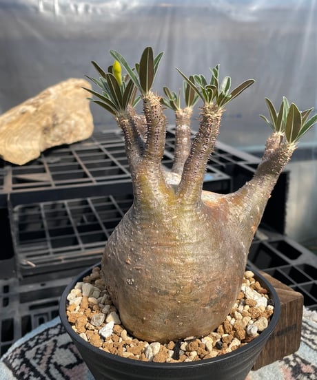 パキポディウム グラキリス　Pachypodium gracilius 　発根済　(gk-416)