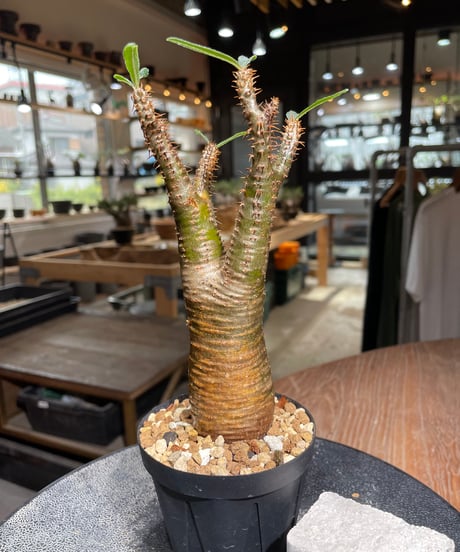 パキポディウム グラキリス　Pachypodium gracilius 　発根済　(gk-538)