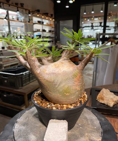 パキポディウム グラキリス　Pachypodium gracilius 　発根済　(gk-494）