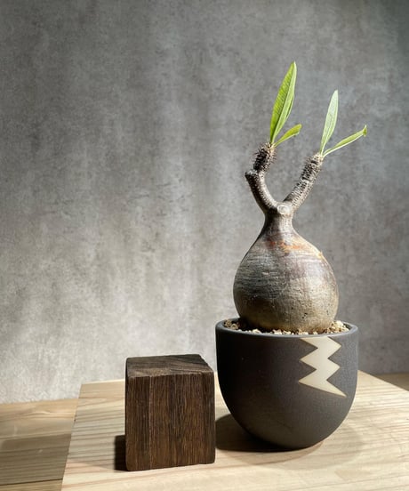 パキポディウム グラキリス　Pachypodium gracilius 　発根済　(商品番号gk-97valiem)  VALIEM 　(VALIEMタグ付き)