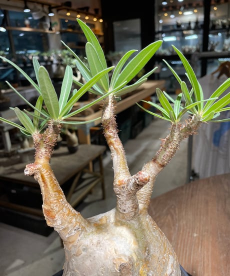 パキポディウム グラキリス　Pachypodium gracilius 　発根済　(gk-413)