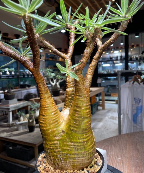 パキポディウム グラキリス　Pachypodium gracilius 　発根済　(gk-516）